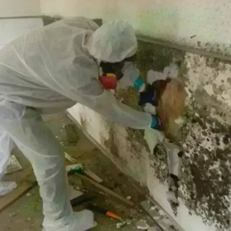 Mold Remediation and Removal in Fairchild Air Force Base, WA